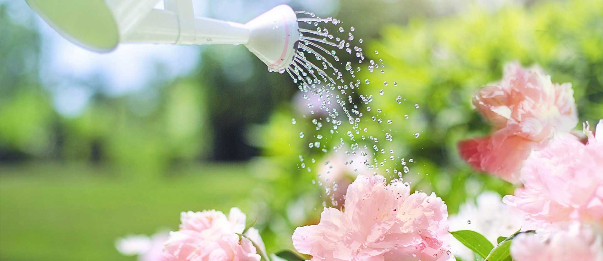 Was tun gegen Zecken im Garten?