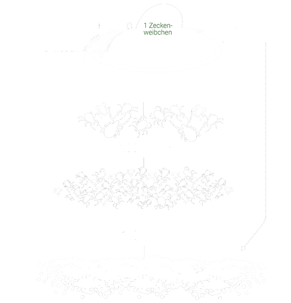 Grafik: Überlebensrate von Zecken (Gemeiner Holzbock) - aus 1.000 Eiern, ein adultes Weibchen