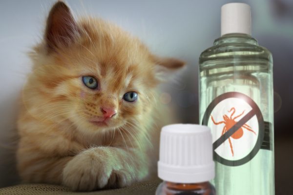 Katze-Repellents